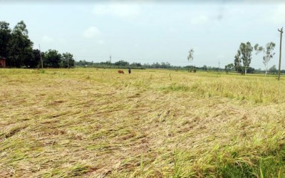 ঝড়ে উড়লো হাসি বৃষ্টিতে ভাসলো চোখের কান্না কৃষিতে ক্ষতি প্রায় সোয়া এক কোটি টাকা