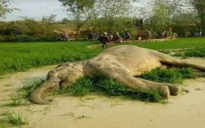 কক্সবাজার রামু উপজেলায় কারেন্টের শক দিয়ে হাতি হত্যা