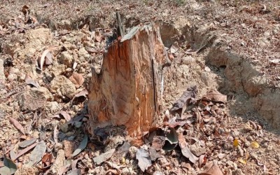 রাতের আঁধারে গাছ চুরি নজর নেই সংশ্লিষ্টদের