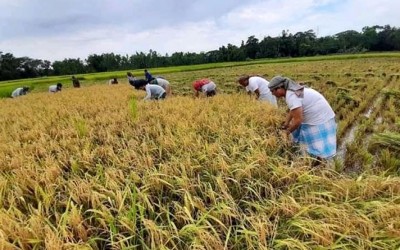 রাঙ্গুনিয়ায় ৩য় দফায় কৃষকের ধান কেটে ঘরে তুলে দিলো উপজেলা স্বেচ্ছাসেবক লীগ ৷