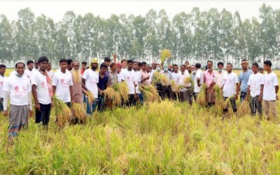 ফোনে ফোনে সাড়া পড়ছে ধান কাটা টিমের