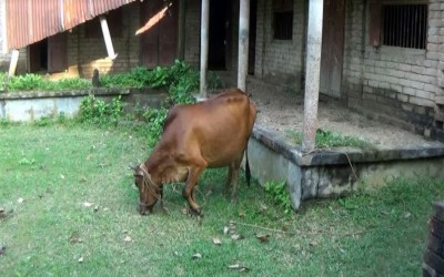 ভাই হত্যার বিচার চাওয়া ৬ বছর ভিটে  ছাড়া ঘরবাড়ি জঙ্গলে পরিপুর্ণ