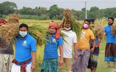 যশোরের শার্শা উপজেলা ছাত্রলীগ কাঁস্তে হাতে নেমে পড়েছে কৃষকের সোনালী ধান তুলতে কৃষকের ঘরে। 