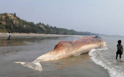 কক্সবাজার সমুদ্র সৈকতে ভেসে এলো বিশাল আকৃতির মৃত তিমি