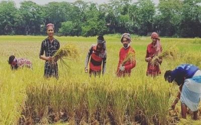 ফরিদগঞ্জে অসহায় দরিদ্র কৃষকের ধান কেটে দিলেন ছাত্রনেতা তানভীর ভূঁইয়া