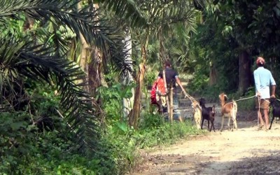 আ’লীগের দুই গ্রূপের দ্বন্দে ঝিনাইদহে ৪’শ পুরুষ বাড়িছাড়া