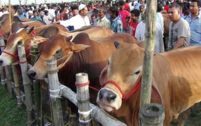 কোরবানির হাট মনিটরিং করবে মেডিকেল টিম : প্রাণিসম্পদ মন্ত্রী