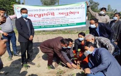 ডিমলায় বছর ব্যাপী কফি বাগান স্থাপনের উদ্বোধন