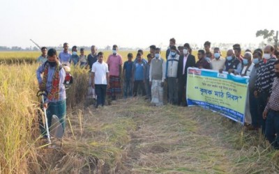 ফুলবাড়ীতে কৃষক মাঠ দিবস