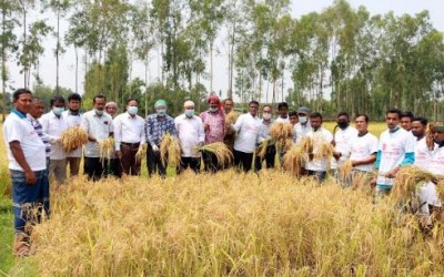 মোস্তাফিজুর রহমান এমপির নির্দেশনায় আদিবাসীর ধান কাটলেন  স্বেচ্ছাশ্রমে গঠিত ধান কাটা টিম