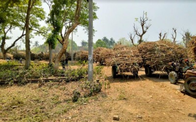 মোচিকে ২২ ঘন্টা আখ মাড়াই বন্ধ