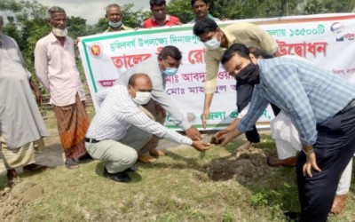 ফুলবাড়ীতে মুজিববর্ষ উপলক্ষে তালের বীজ রোপন কর্মসূচি