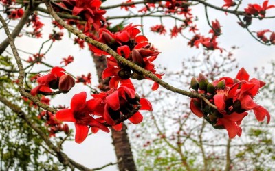 ঝিনাইদহে চোখ ধাঁধানো সৌন্দর্য শিমুল ফুল