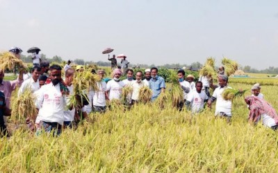 মোস্তাফিজুর রহমান এমপির নির্দেশনায়  ফোন করলেই, ধান কাটার দল হাজির