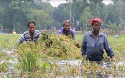 ধানোত পাক ধরতে পানিত ডুবি গেইল সউগ