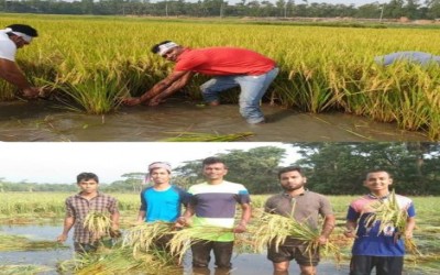 ফরিদগঞ্জে দরিদ্র কৃষকের ধান কেটে দিলেন তারেক জিয়া সাইবার ফোর্স