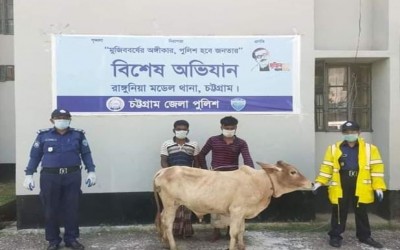 রাঙ্গুনিয়ায় চোরাই গরু সহ ২ জন চোর পুলিশের হাতে আটক