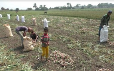 ঝিনাইদহে কমতে শুরু করেছে পেঁয়াজের দাম