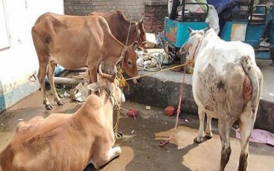 কমলনগরে গোয়াল ঘরের তালা ভেঙ্গে ৪ গরু চুরি