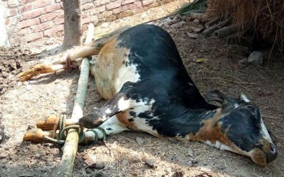 ঝিনাইদহে ক্ষুরা রোগে লাখ লাখ টাকা দামের গরুর মৃত্যু দিশেহারা খামারীরা